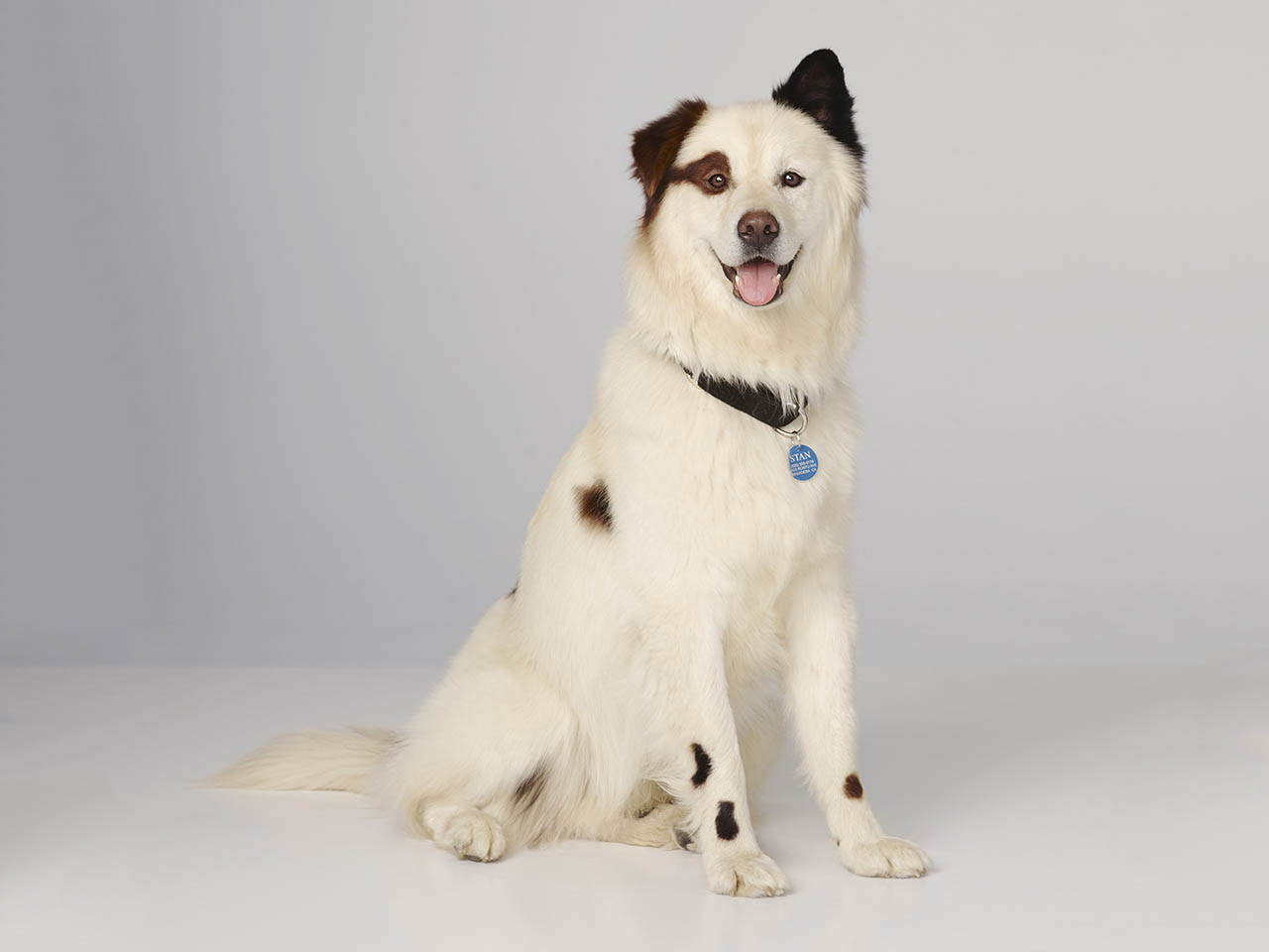 Dog With A Blog Stan As A Puppy