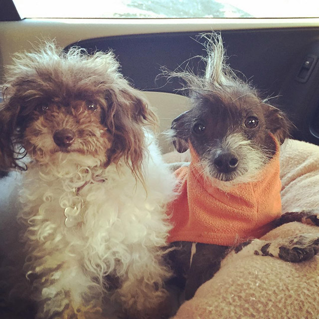 Meet The Stars Molto Bene Good Dog Animals