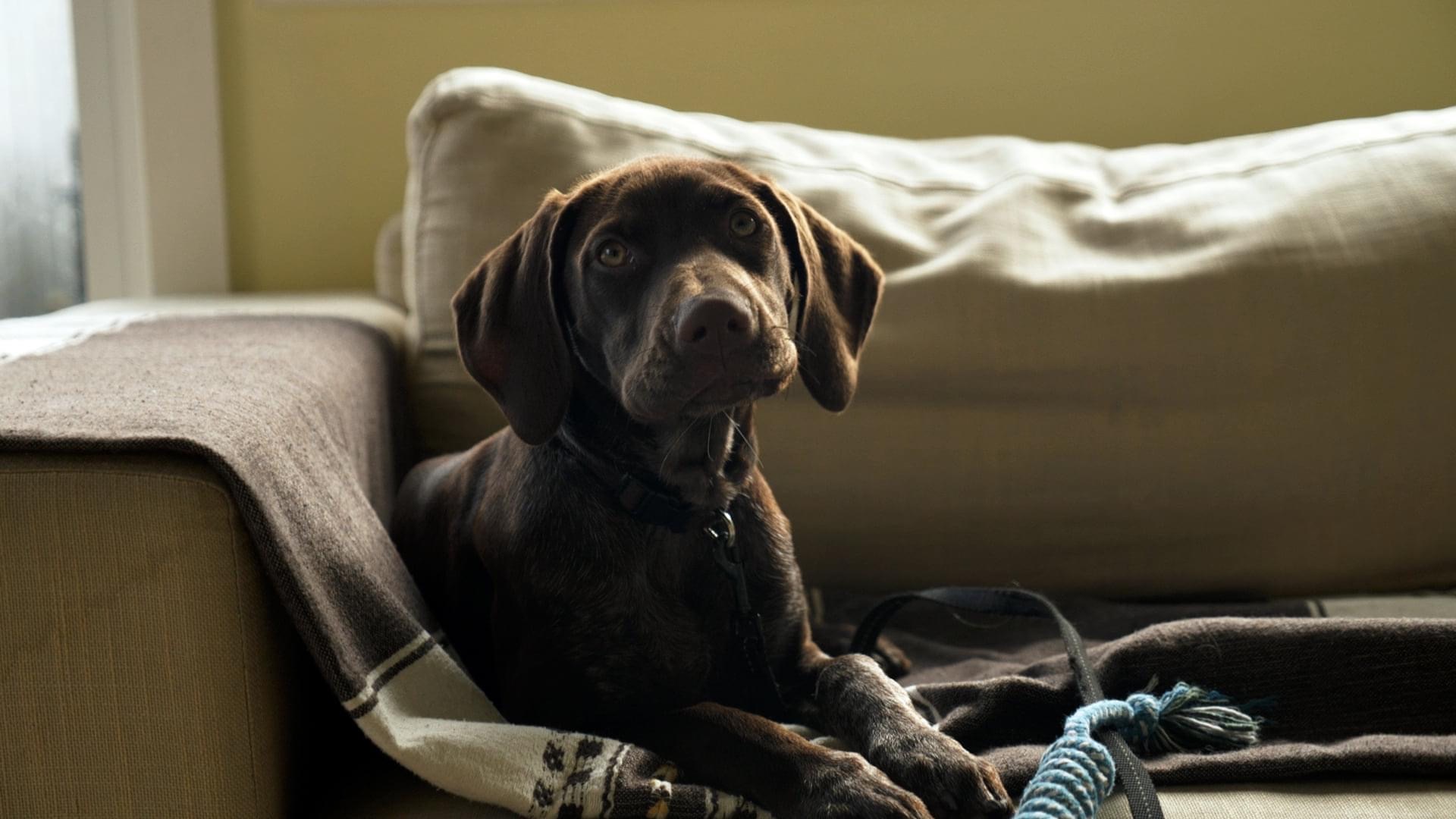 Good Dog Behaviour & Training Dog Training Videos and Courses