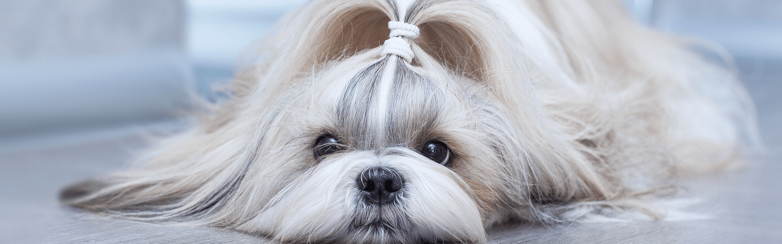 Gallery Of Private Small Dog Groomer Near Me Upper Manhattan New York City