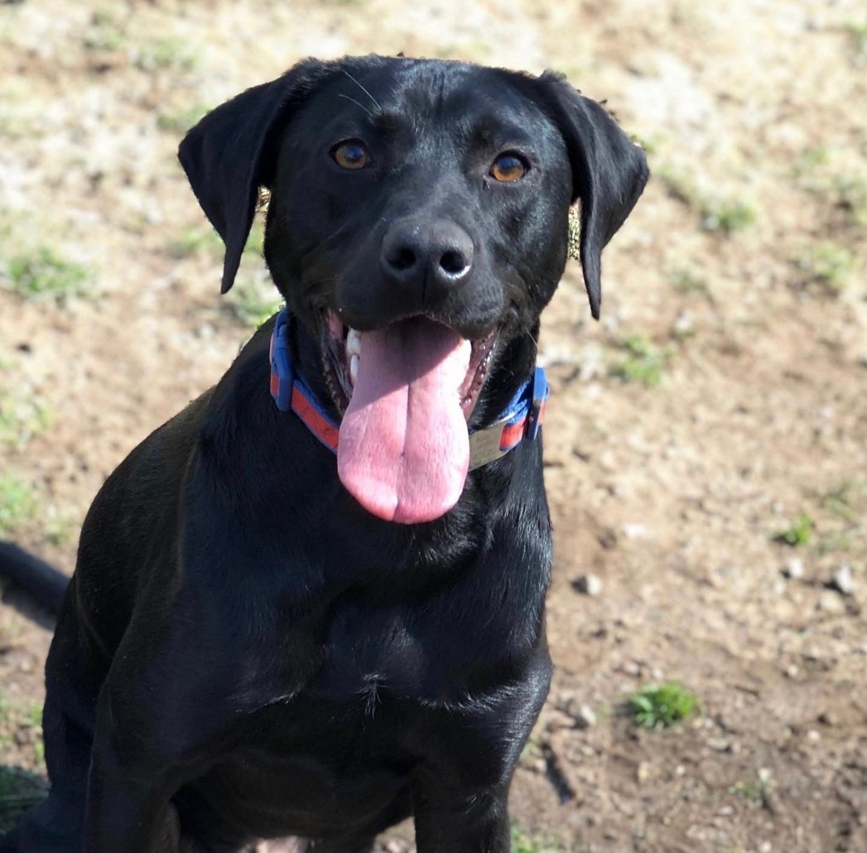 Good Dog Pet Training The smartest way to train your dog!