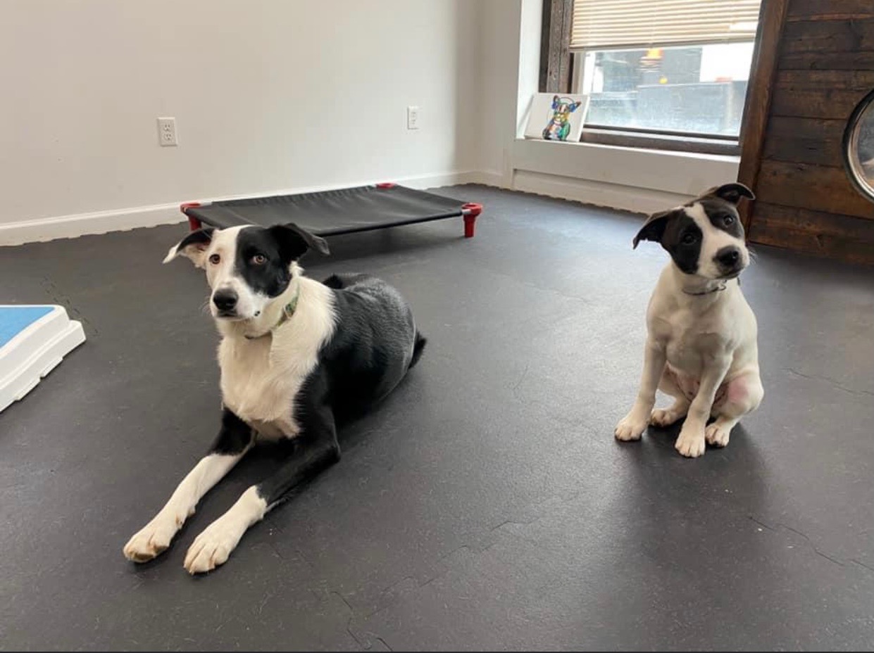 Good Dog Pet Training The smartest way to train your dog!