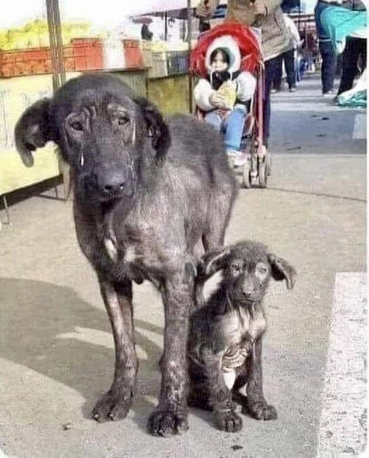 Good Dog RezQ NonProfit Organization Helping Abandoned Animals on