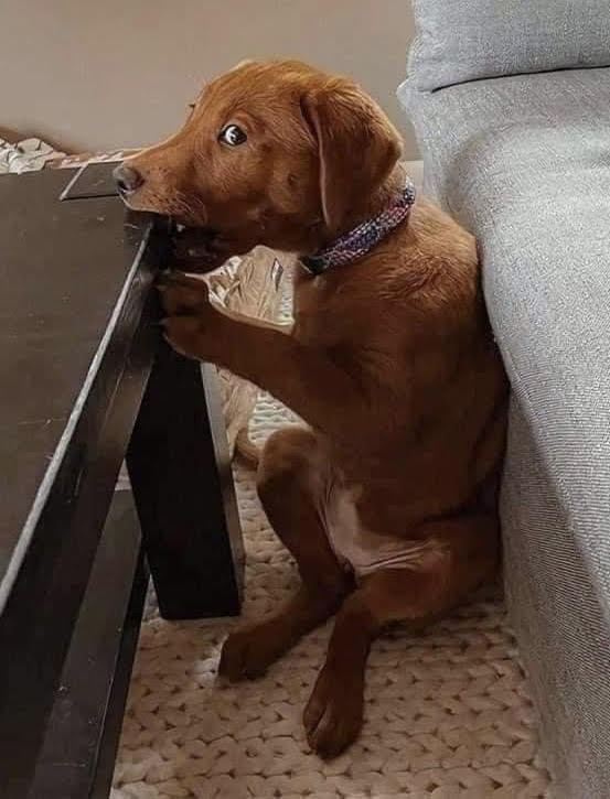 Good Dog RezQ NonProfit Organization Helping Abandoned Animals on