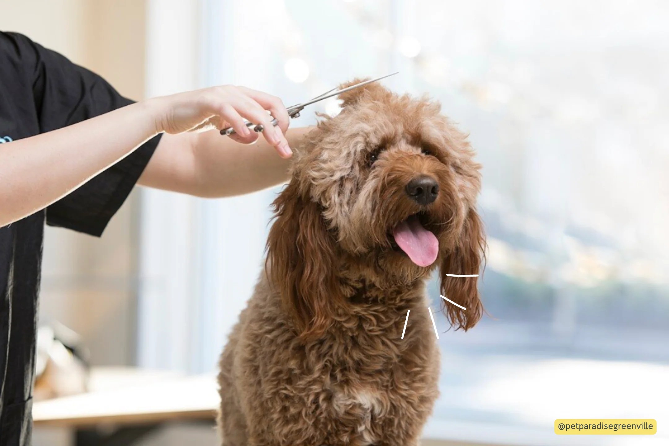 Good Dog Guides Let's Explore Greenville, SC Good Dogs Of Greenville