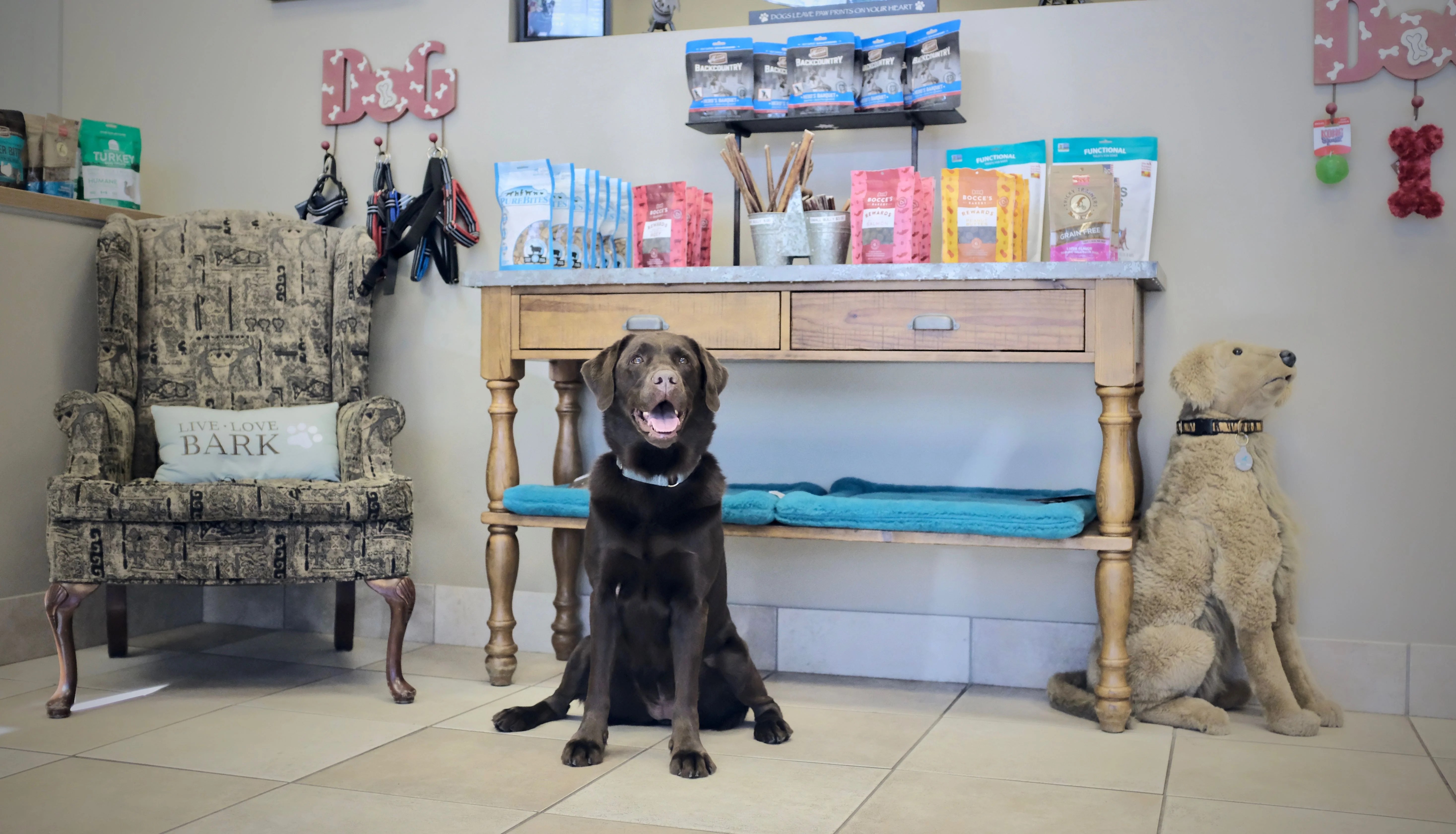 Tail Lights Dogs Dog Training Greenville, South Carolina Good Dogs