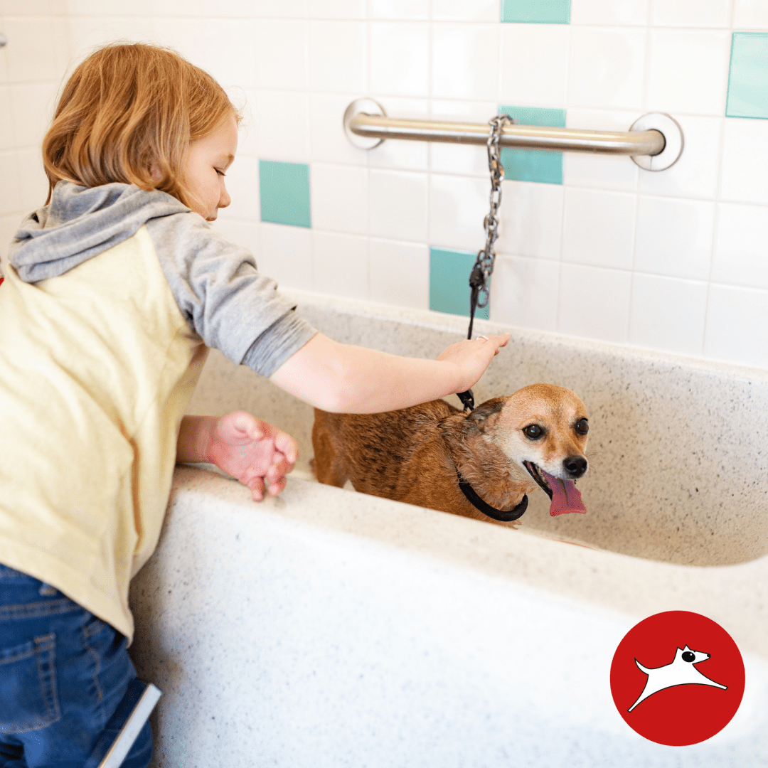 Benefits of Our Selfservice Dog Wash The Good Dog Spot