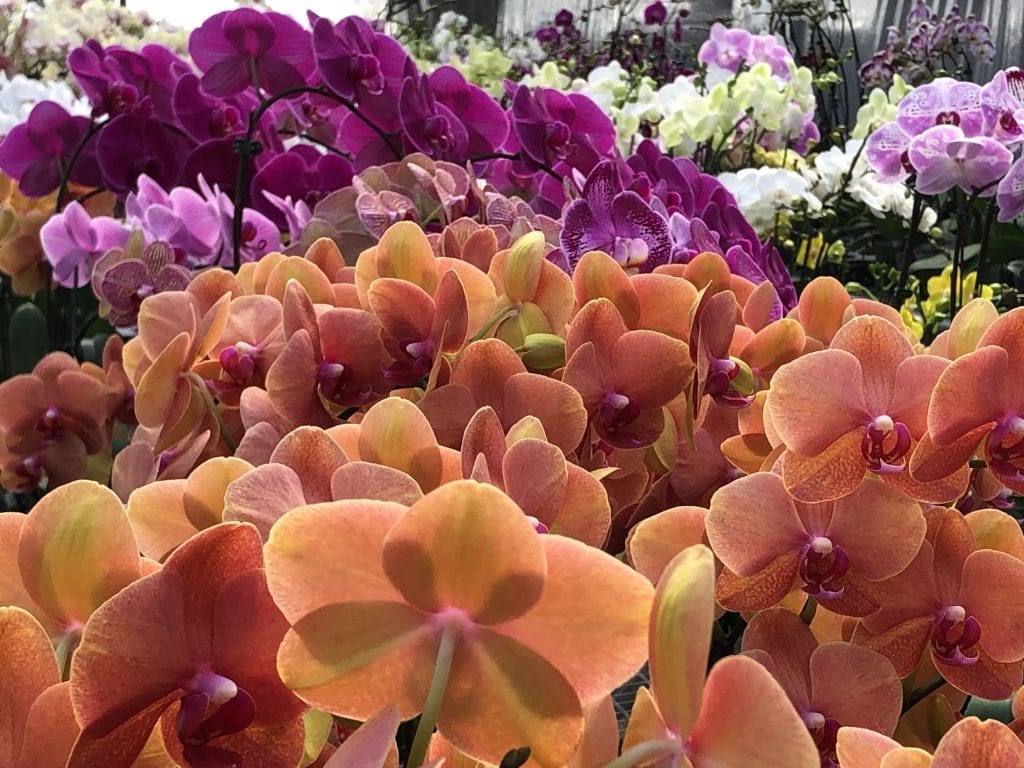 About Good Earth Augusta