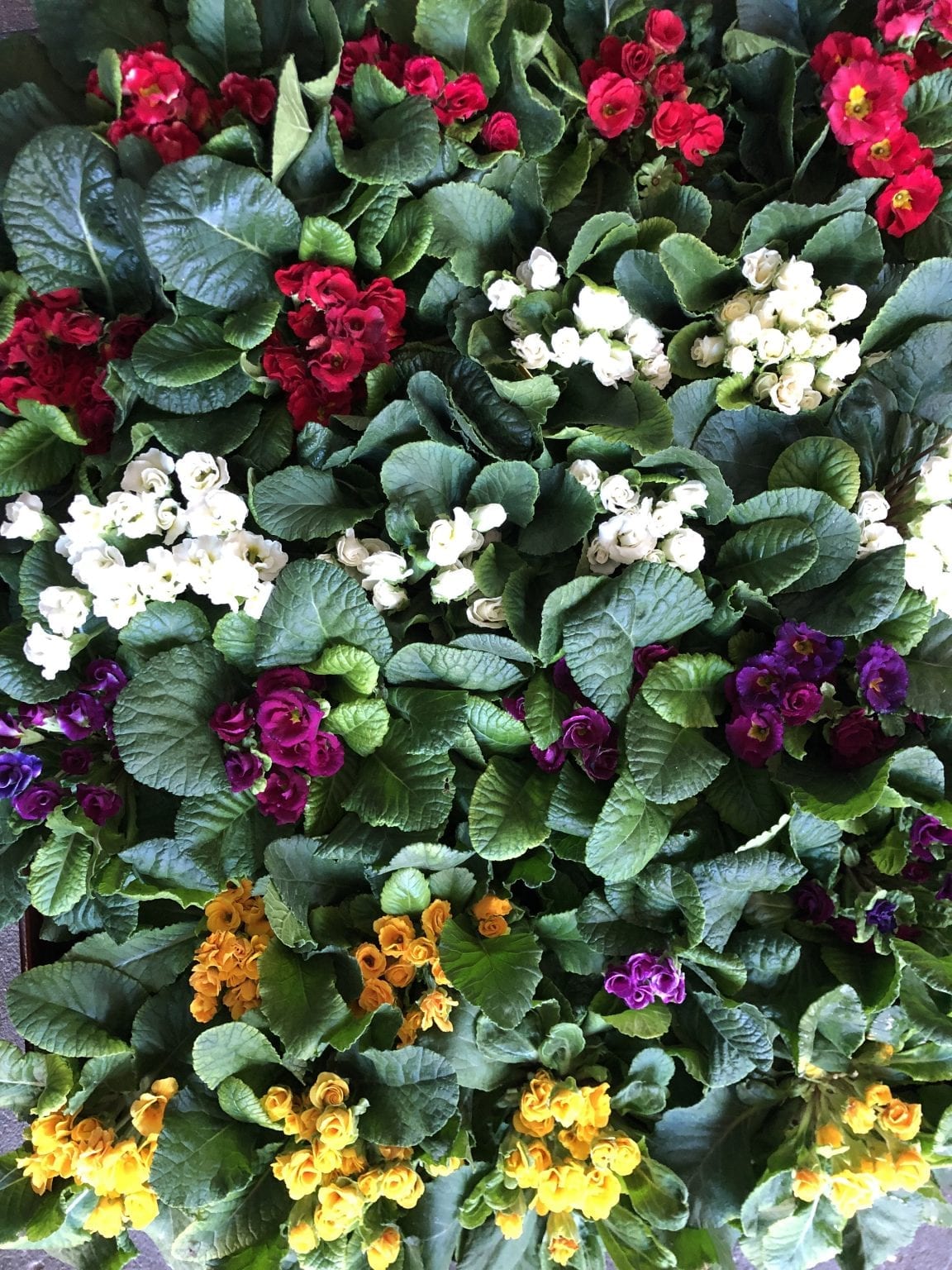 Plants Good Earth Augusta