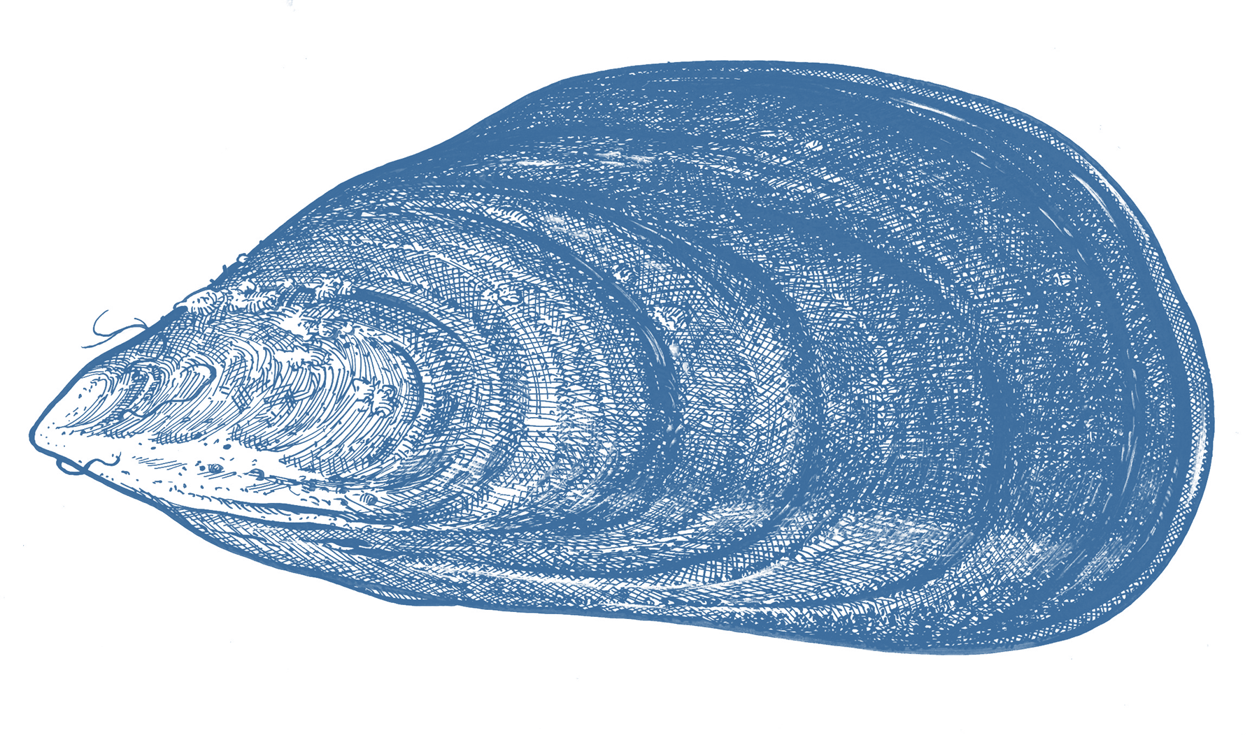 Blue Mussels GoodFish Australia's Sustainable Seafood Guide