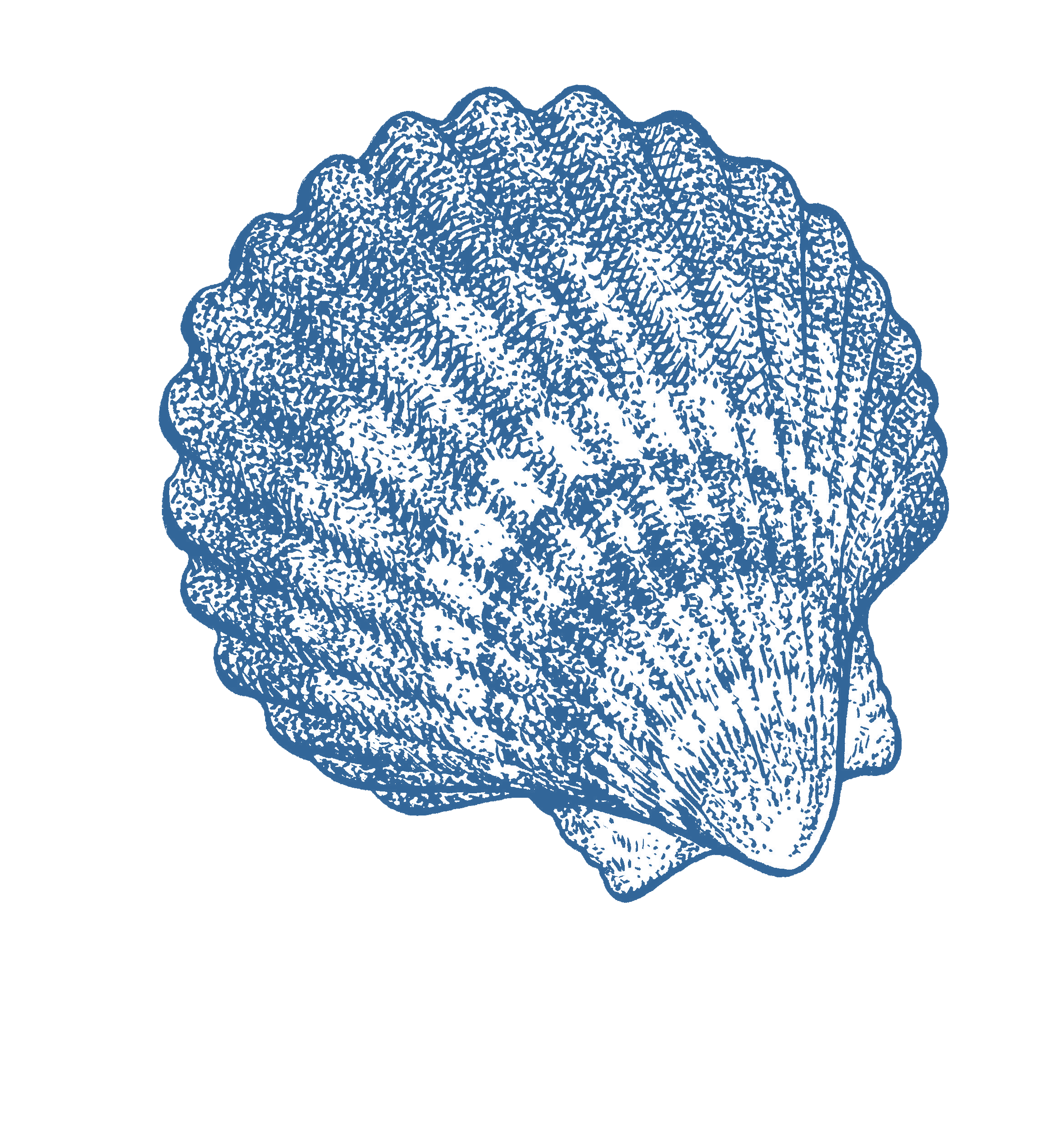 Commercial Scallop GoodFish Australia's Sustainable Seafood Guide