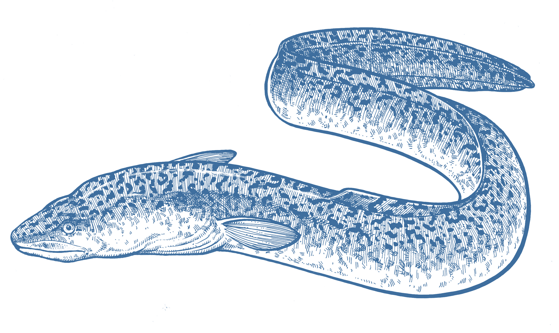 Eel GoodFish Australia's Sustainable Seafood Guide