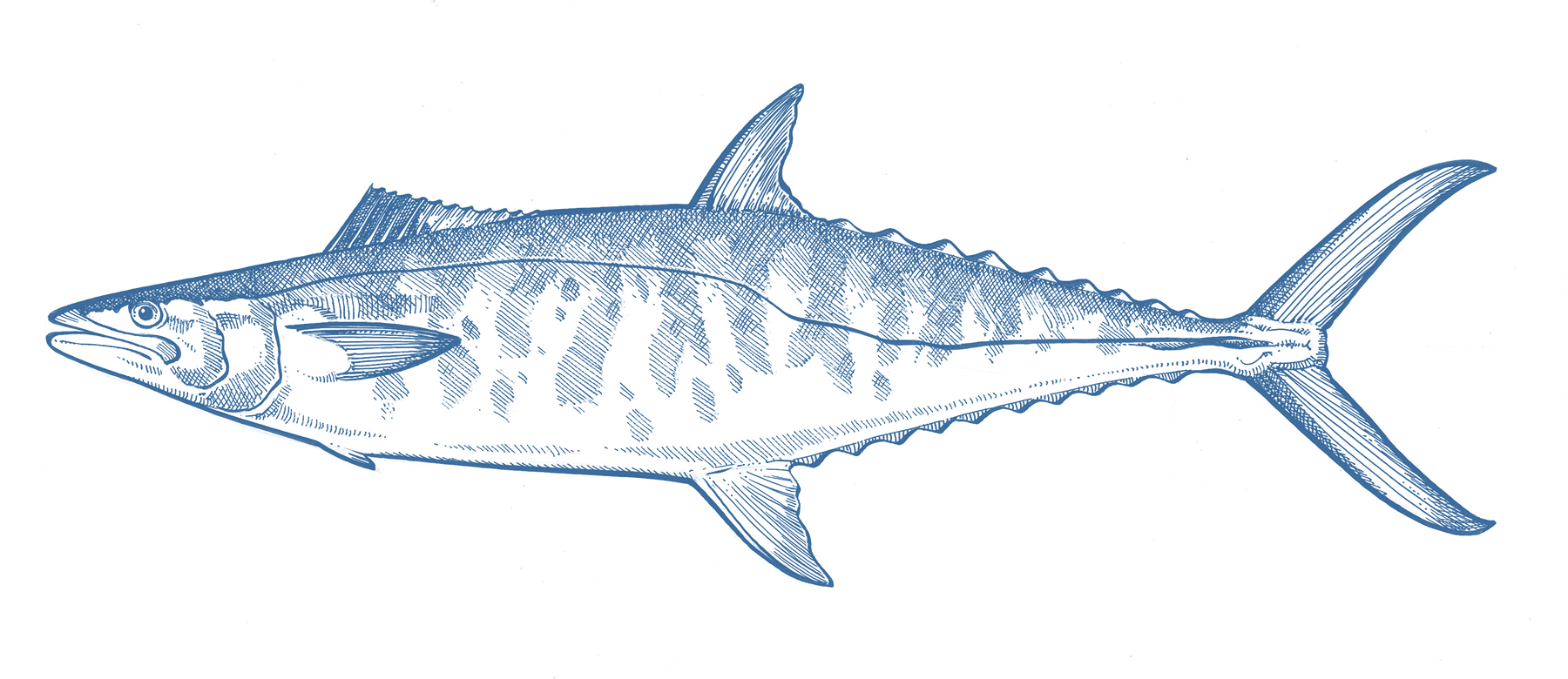 Grey Mackerel GoodFish Australia's Sustainable Seafood Guide