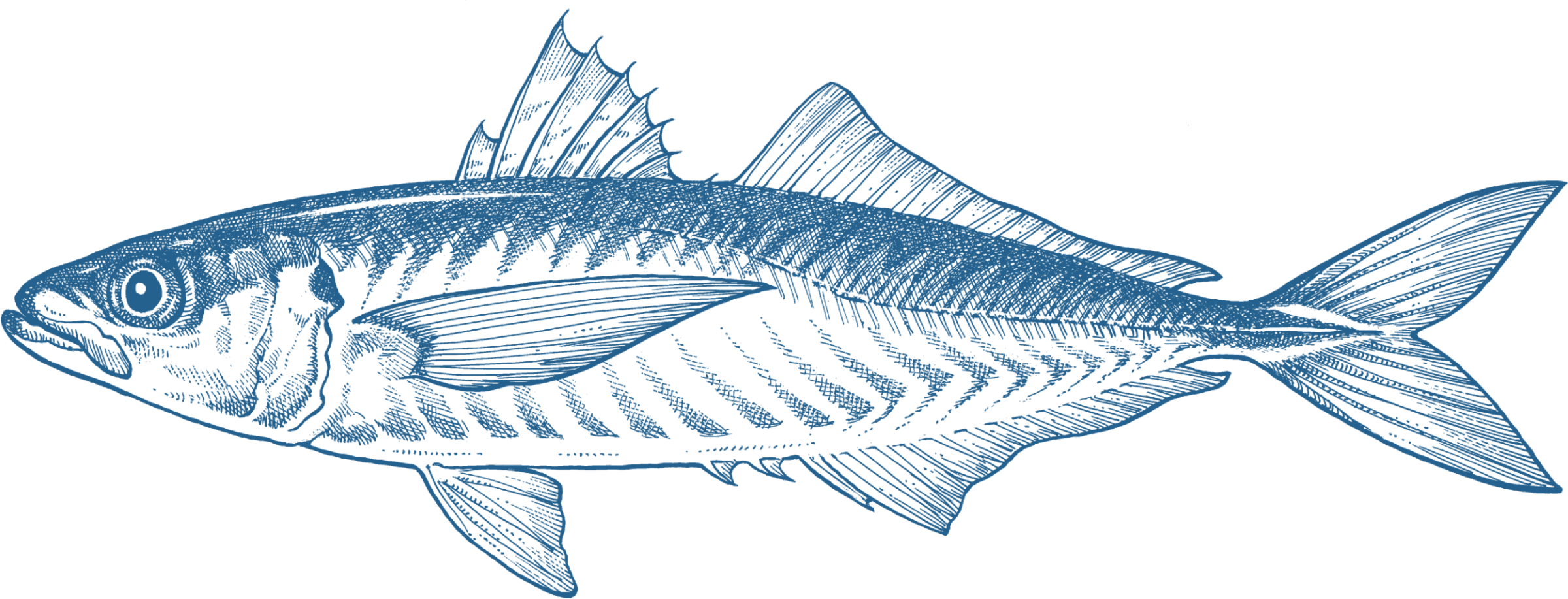 Blue Mackerel GoodFish