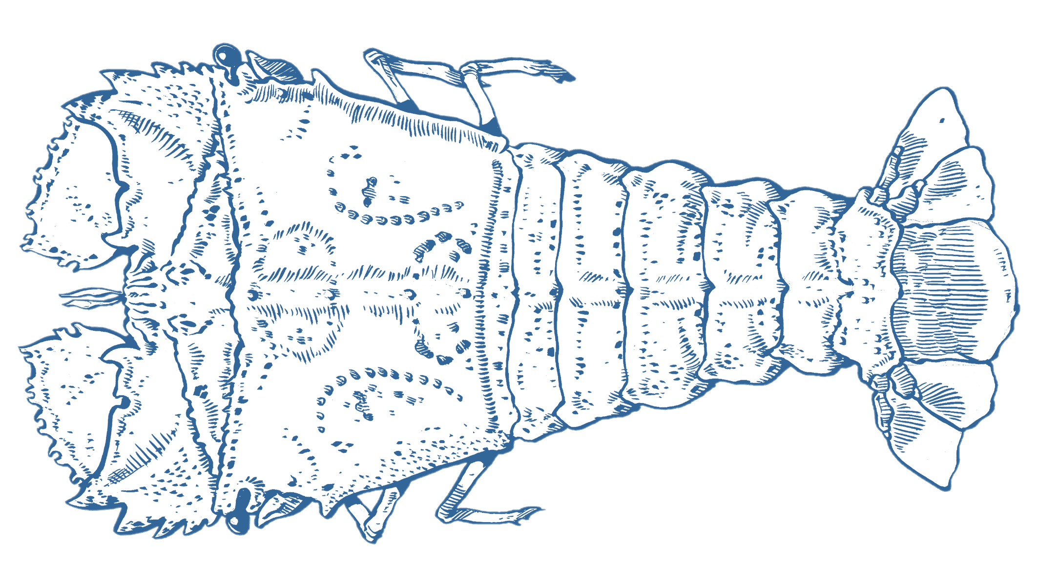 Moreton Bay Bug GoodFish Australia's Sustainable Seafood Guide
