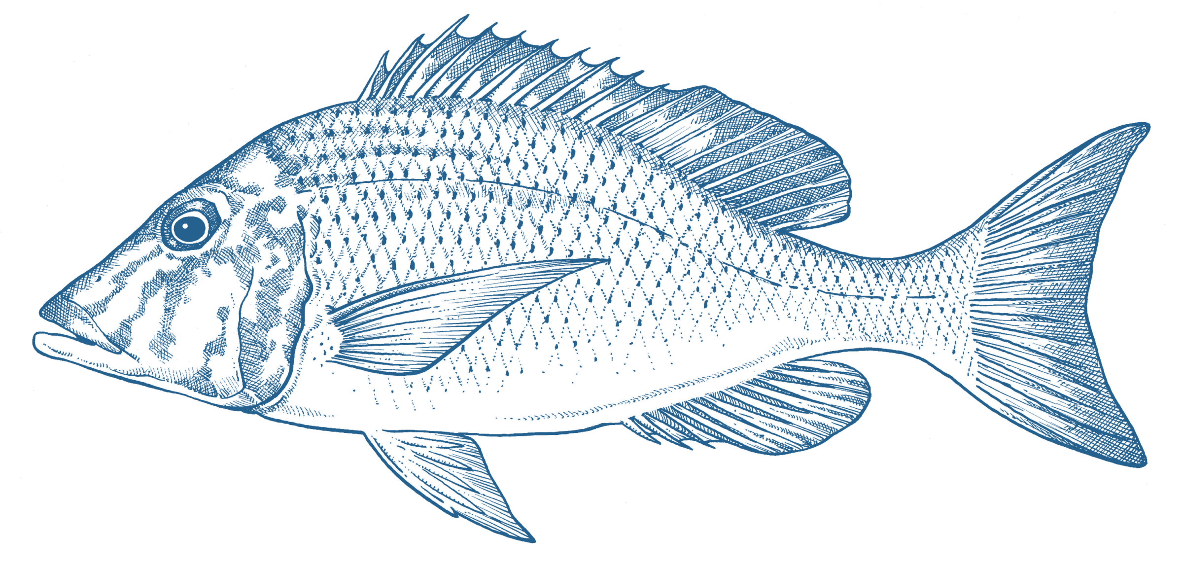 Spangled Emperor GoodFish