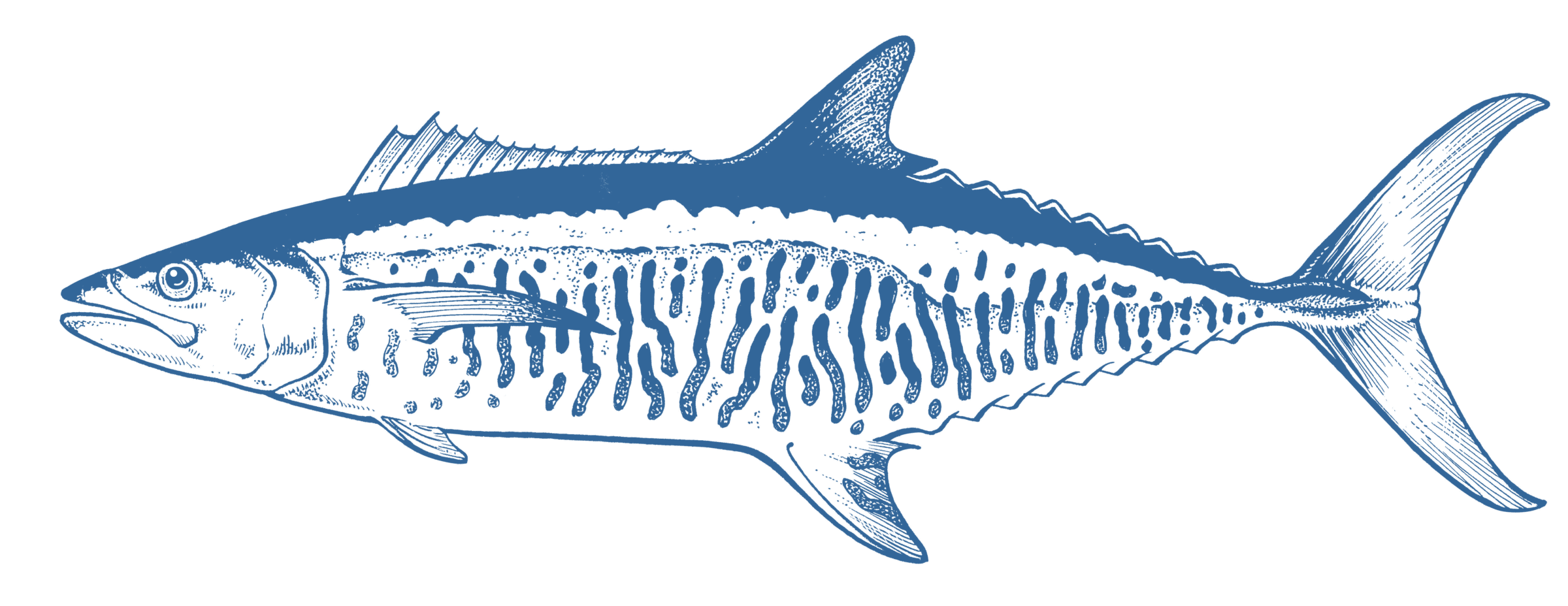 Spanish Mackerel GoodFish Australia's Sustainable Seafood Guide