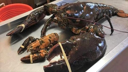 Woman buys giant 100yearold lobster for 220, releases it back into