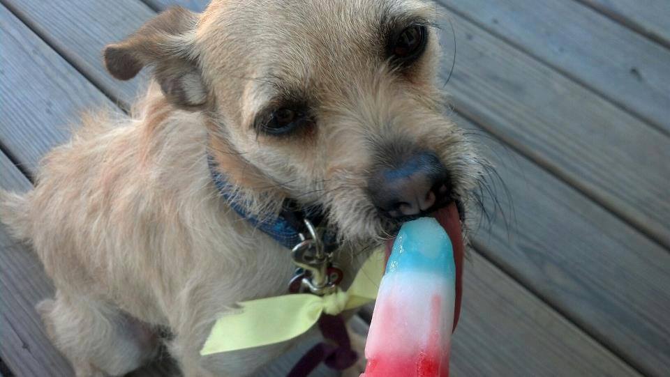 Here’s What To Do If You See A Yellow Ribbon Tied Around A Dog’s Leash