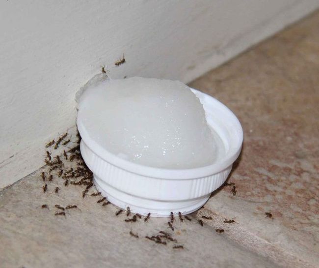 This Natural DIY Poison Is Easy To Make And Will Clear Your Home Of