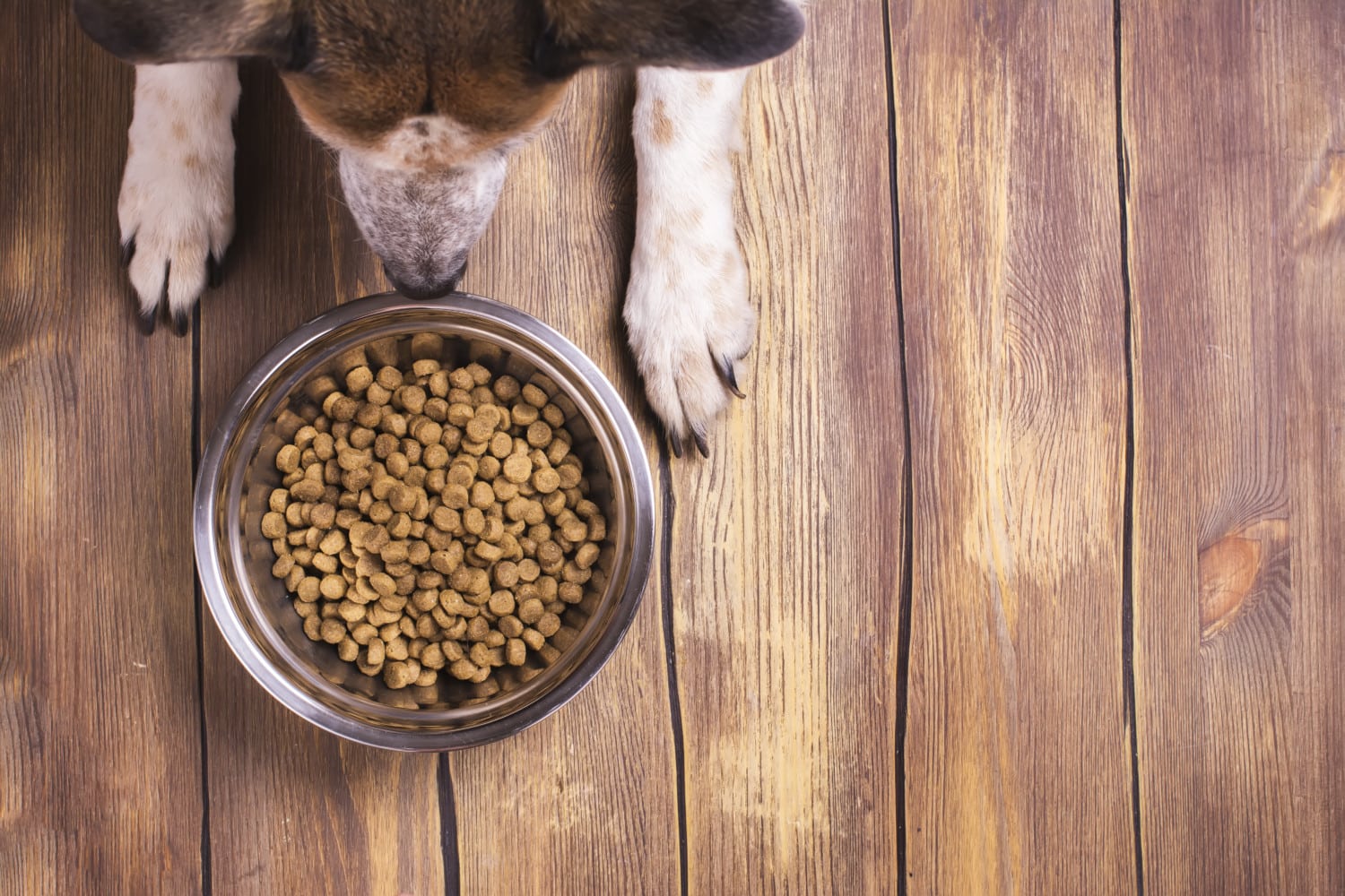 According To FDA, Dog Heart Disease May Be Linked To GrainFree Food