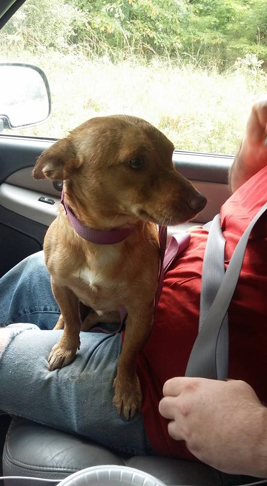 Man Throws Dog Out Of His Car And Speeds Away. Dog Sprints After Him