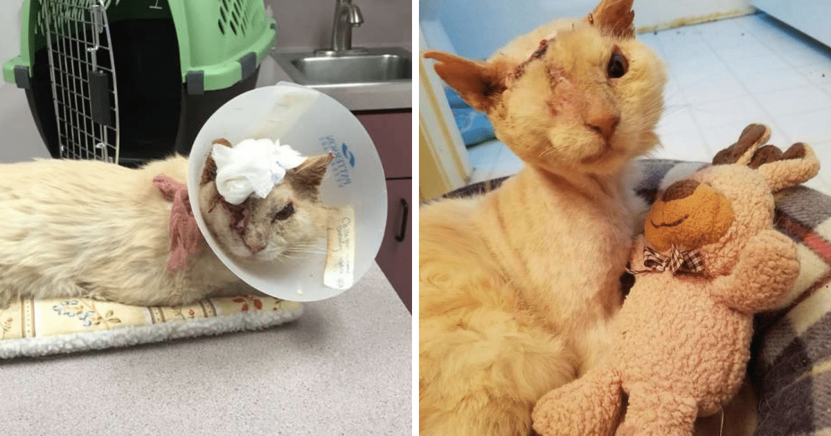 Cat Was Cruelly Attacked With Acid But When You See Him Today, Your