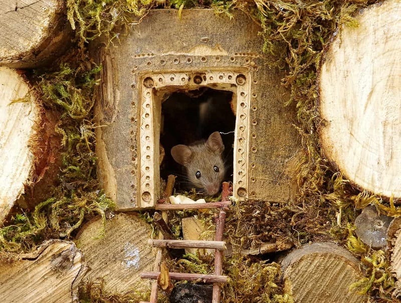 Man Noticed A Family Of Mice In His Garden And Built Them A Magical