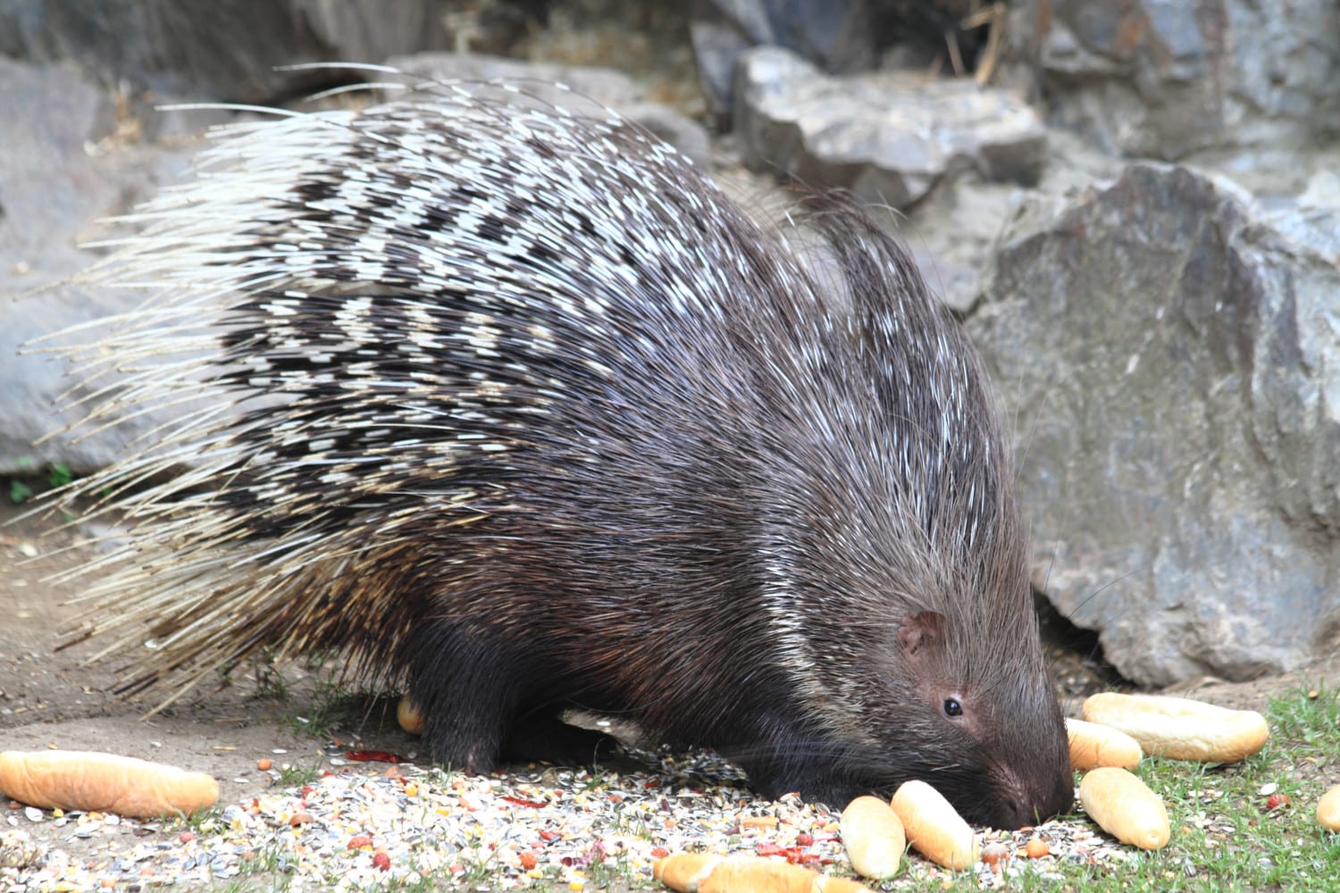 What To Do If Your Dog Gets Quilled By A Porcupine What To Do If Your Dog Gets Quilled By A Porcupine