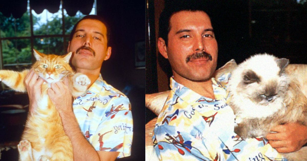 20 Photos Show Just How Much Freddie Mercury Loved His Cats Goodfullness