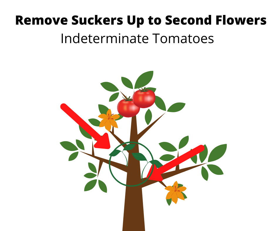How To Grow Tomatoes In Containers The Good Gardener