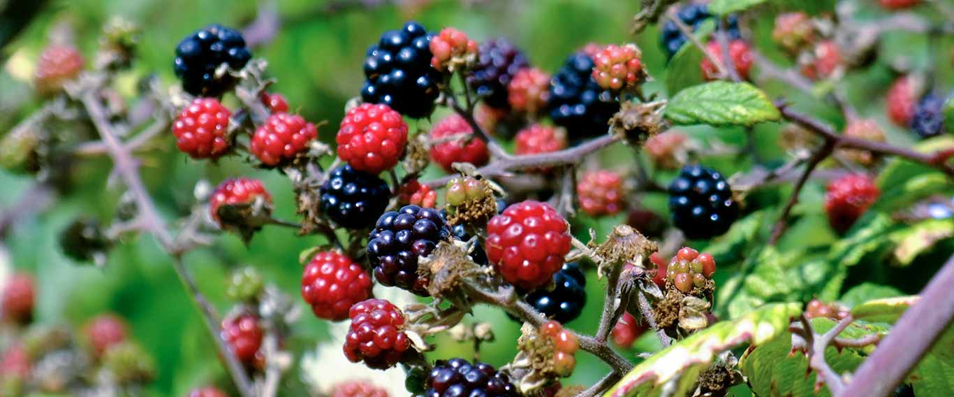 Got Brambles? How to Kill them (Forever) The Easy Way!