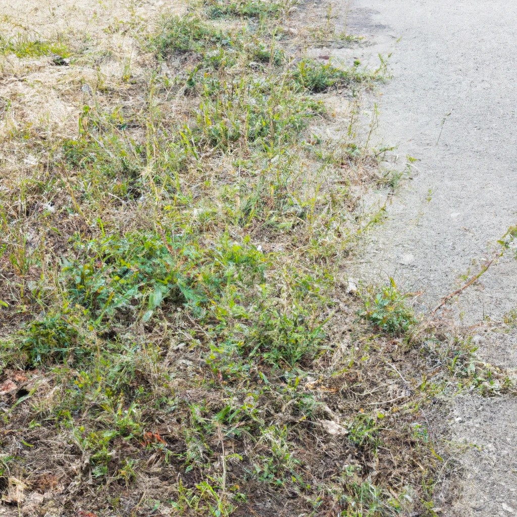 7 Easy & Fast Ways to Kills Weeds in Winter (5 is Amazing!)