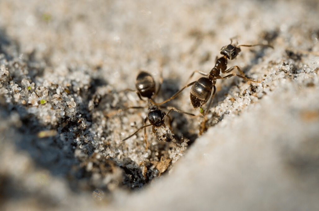Why are Ants Attracted to Electrical Outlets Find Out Now