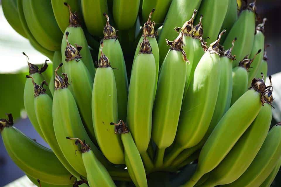 12 Amazing Benefits Of Green Banana