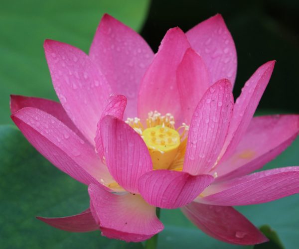 18 Benefits Of Lotus Flower Good Health All