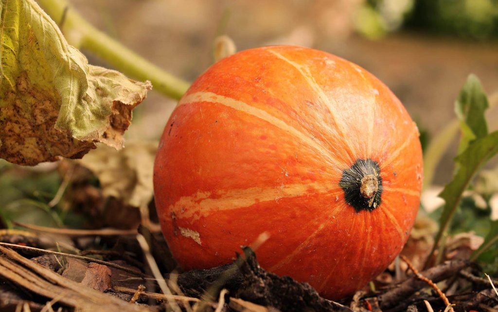 7 Major Side Effects Of Overeating Pumpkins (Squash )