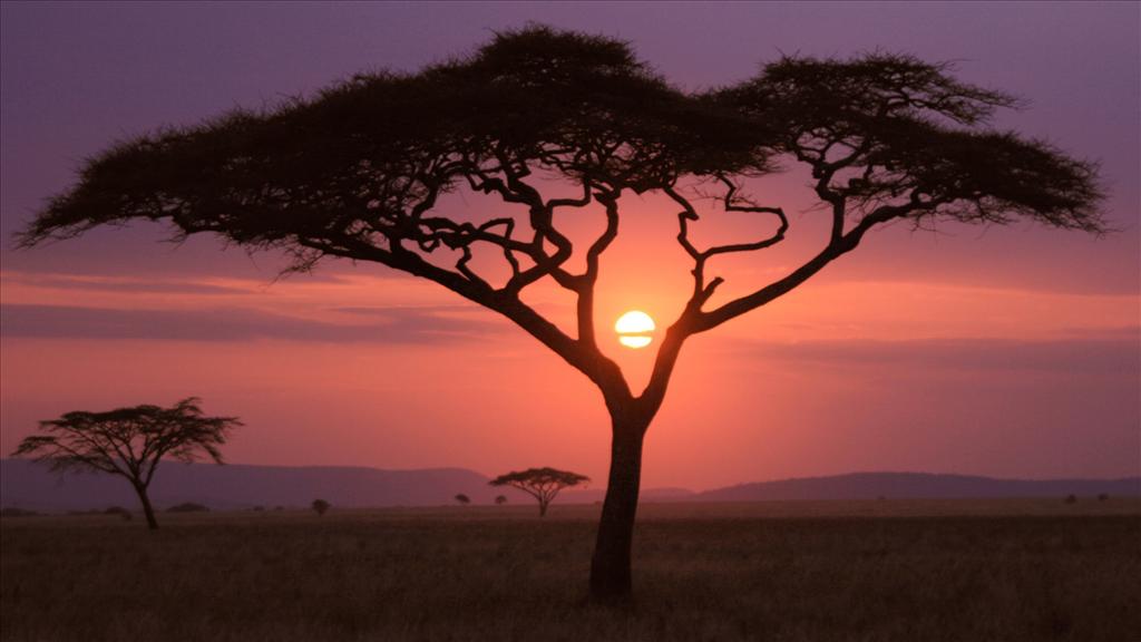Fond d'écran Coucher de soleil sur la savane