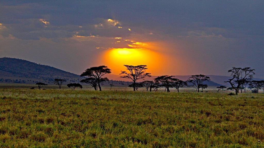Fond d'écran Coucher de soleil sur la savane