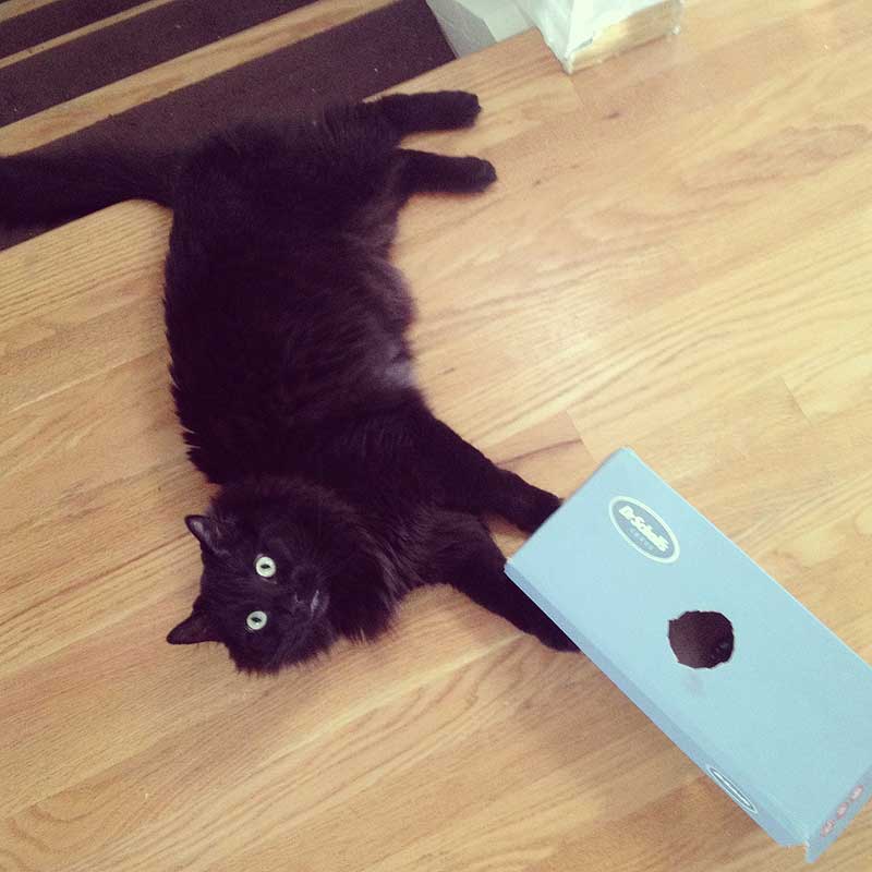 Cheap entertainment and other enrichment toys for cats. Good Kitty