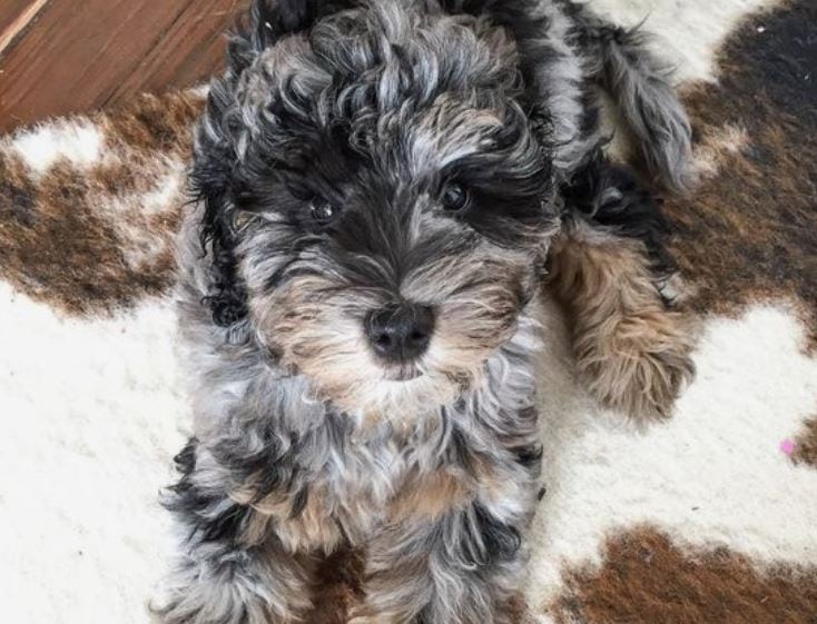 Why Do Dogs Scratch the Carpet? [6 Reasons why]