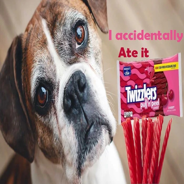 Can Dogs Eat Twizzlers? [Risk Alert Must See]