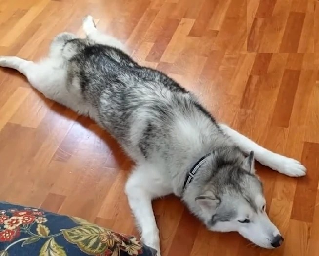 Dog Stretching 6 Reasons why and how to Help them