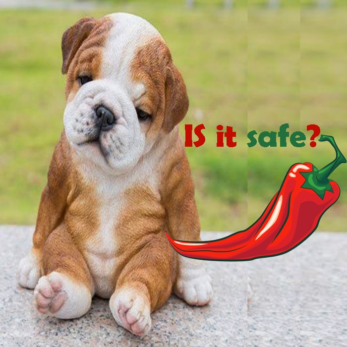 Can Dogs Eat Spicy Food? [Good & Bad Effects]