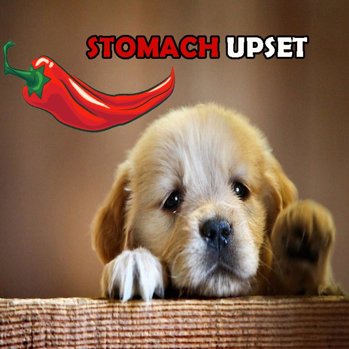 Are Spicy Foods Bad For Dogs