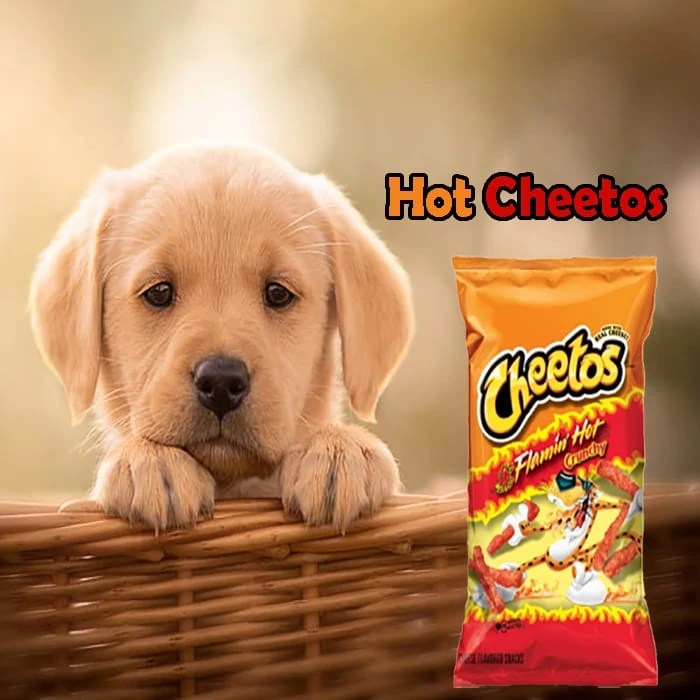 Can Dogs Eat Hot Cheetos? [Interesting Facts to Read]