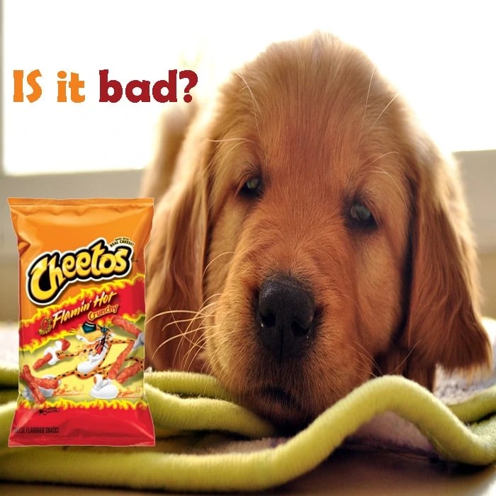 Can Dogs Eat Hot Cheetos? [Interesting Facts to Read]