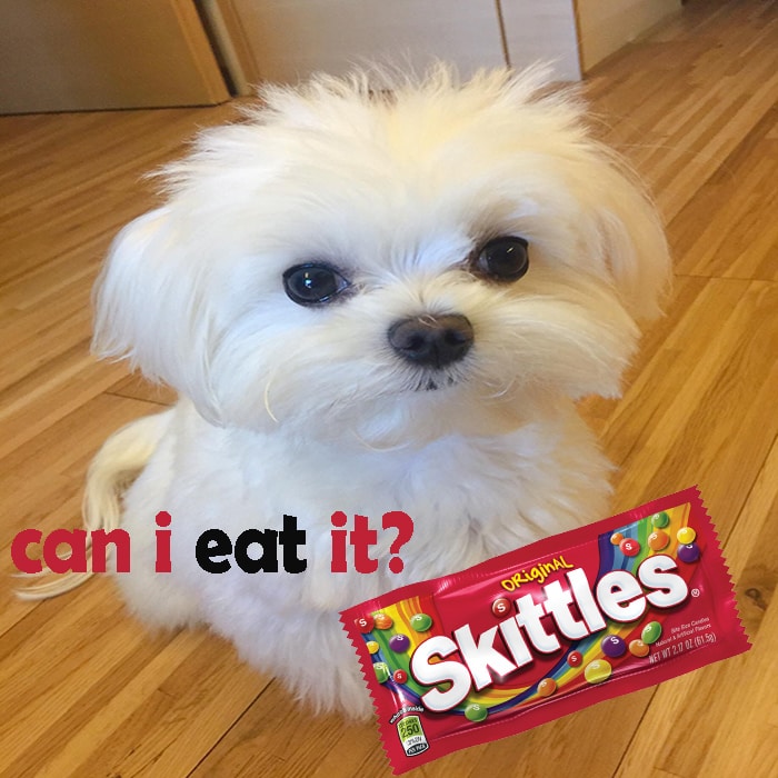 Do Dogs Like Skittles at Dan Shriver blog