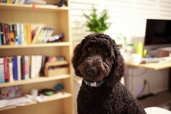 The Black Goldendoodle Breed Overview