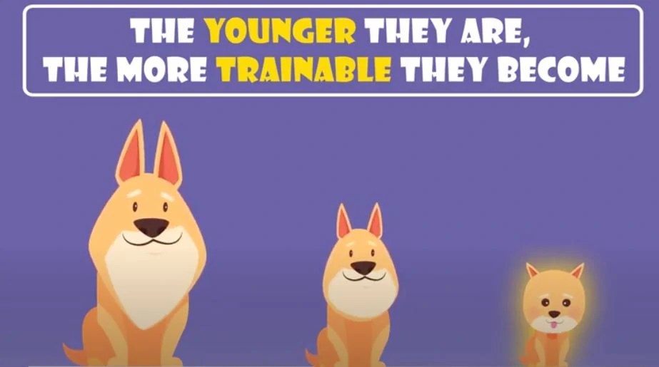 Emotional Support Dog Training [Things you must know]